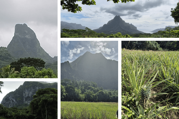 circuit Polynésie française culture de l'ananas et autre dans le cratère et histoires de montagnes à Moorea