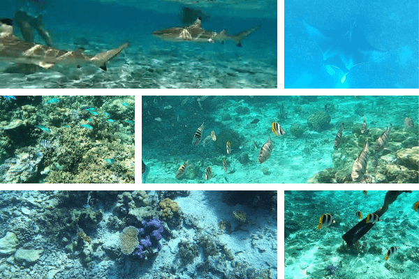 circuit Polynésie française Raie Manta, requin pointe noir, corail et poissons multicolores